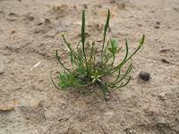 Myosurus minimus (Kleines Mäuseschwänzchen)